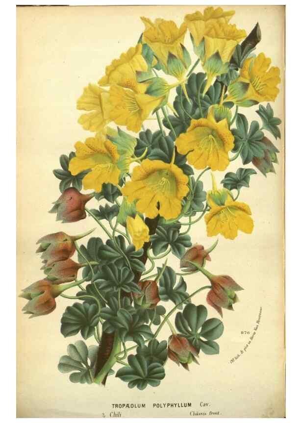 Reproducción/Reproduction 49588364722: Flore des serres et des jardins de l'Europe. A Gand :chez Louis van Houtte, eÌditeur,1845-1880.. 