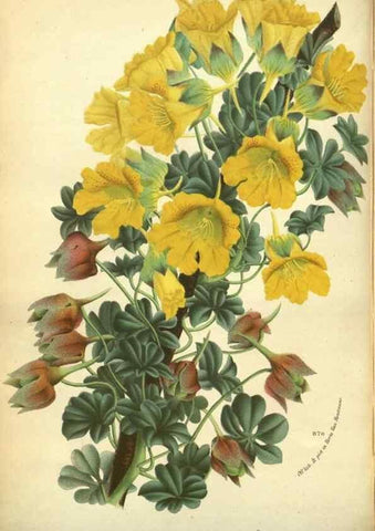 Reproducción/Reproduction 49588364722: Flore des serres et des jardins de l'Europe. A Gand :chez Louis van Houtte, eÌditeur,1845-1880.. 