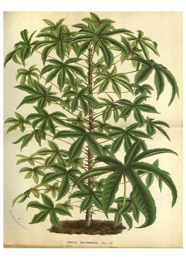 Reproducción/Reproduction 49588365192: Flore des serres et des jardins de l'Europe. A Gand :chez Louis van Houtte, eÌditeur,1845-1880.. 