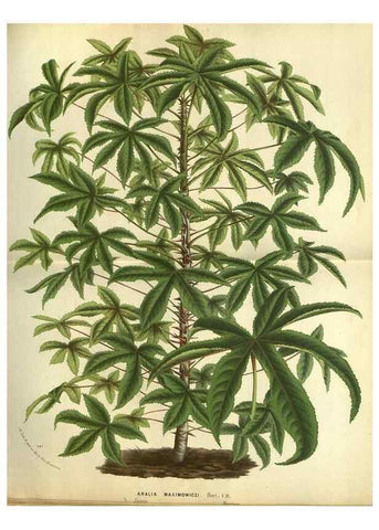 Reproducción/Reproduction 49588365192: Flore des serres et des jardins de l'Europe. A Gand :chez Louis van Houtte, eÌditeur,1845-1880.. 