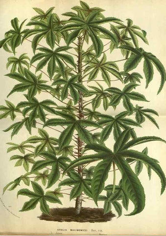 Reproducción/Reproduction 49588365192: Flore des serres et des jardins de l'Europe. A Gand :chez Louis van Houtte, eÌditeur,1845-1880.. 
