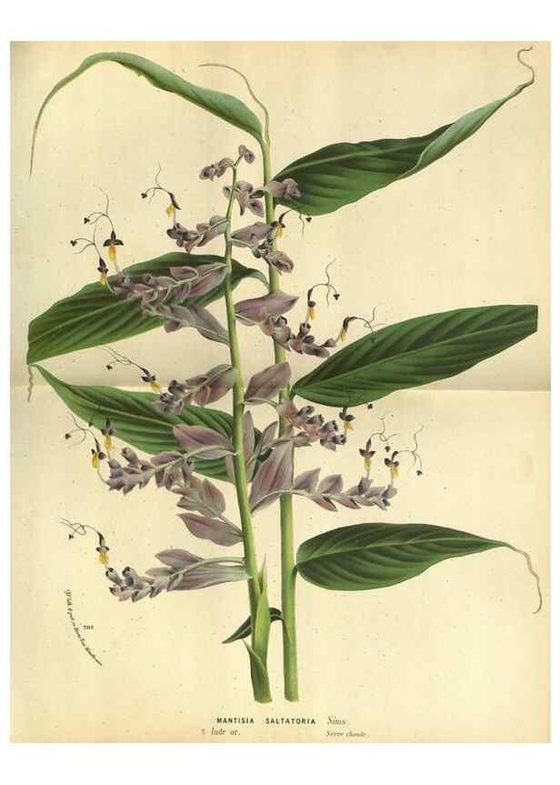 Reproducción/Reproduction 49588365567: Flore des serres et des jardins de l'Europe. A Gand :chez Louis van Houtte, eÌditeur,1845-1880.. 