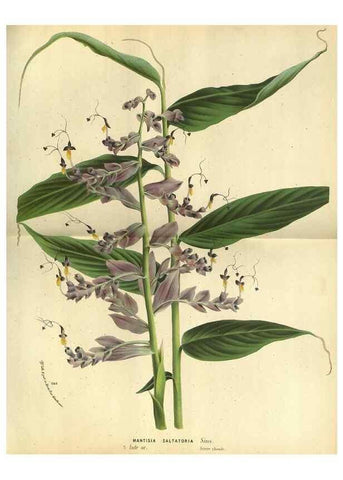 Reproducción/Reproduction 49588365567: Flore des serres et des jardins de l'Europe. A Gand :chez Louis van Houtte, eÌditeur,1845-1880.. 