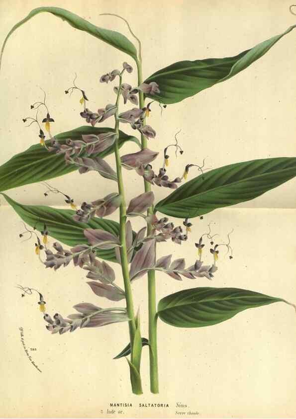 Reproducción/Reproduction 49588365567: Flore des serres et des jardins de l'Europe. A Gand :chez Louis van Houtte, eÌditeur,1845-1880.. 