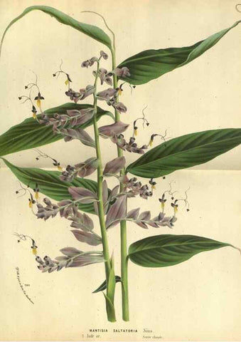 Reproducción/Reproduction 49588365567: Flore des serres et des jardins de l'Europe. A Gand :chez Louis van Houtte, eÌditeur,1845-1880.. 