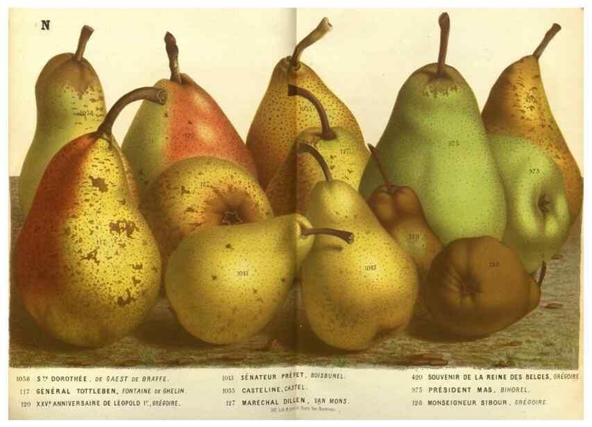 Reproducción/Reproduction 49588360407: Flore des serres et des jardins de l'Europe. A Gand :chez Louis van Houtte, eÌditeur,1845-1880.. 