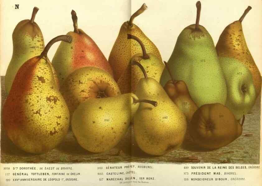 Reproducción/Reproduction 49588360407: Flore des serres et des jardins de l'Europe. A Gand :chez Louis van Houtte, eÌditeur,1845-1880.. 