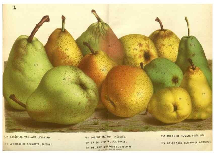 Reproducción/Reproduction 49588115596: Flore des serres et des jardins de l'Europe. A Gand :chez Louis van Houtte, eÌditeur,1845-1880.. 