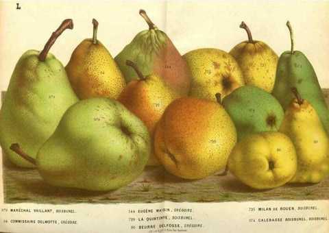 Reproducción/Reproduction 49588115596: Flore des serres et des jardins de l'Europe. A Gand :chez Louis van Houtte, eÌditeur,1845-1880.. 