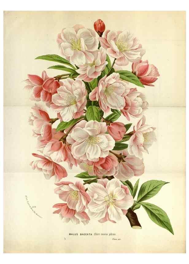 Reproducción/Reproduction 49587566808: Flore des serres et des jardins de l'Europe. A Gand :chez Louis van Houtte, eÌditeur,1845-1880.. 