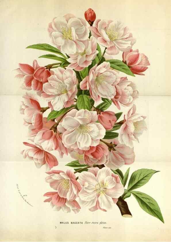 Reproducción/Reproduction 49587566808: Flore des serres et des jardins de l'Europe. A Gand :chez Louis van Houtte, eÌditeur,1845-1880.. 