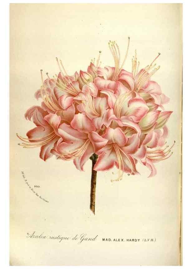 Reproducción/Reproduction 49588057351: Flore des serres et des jardins de l'Europe. A Gand :chez Louis van Houtte, eÌditeur,1845-1880.. 