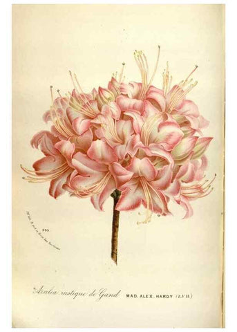 Reproducción/Reproduction 49588057351: Flore des serres et des jardins de l'Europe. A Gand :chez Louis van Houtte, eÌditeur,1845-1880.. 