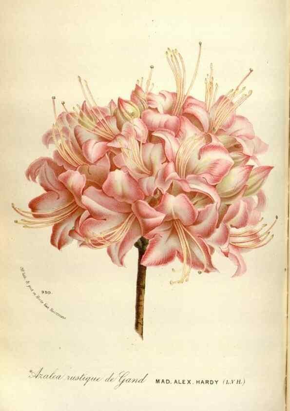 Reproducción/Reproduction 49588057351: Flore des serres et des jardins de l'Europe. A Gand :chez Louis van Houtte, eÌditeur,1845-1880.. 
