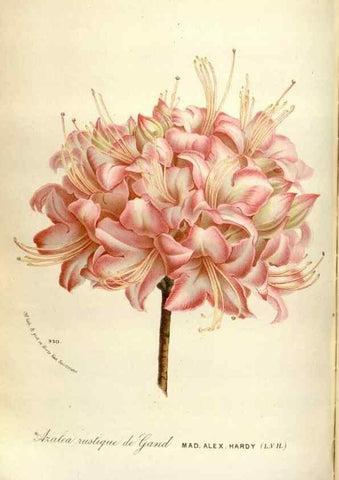 Reproducción/Reproduction 49588057351: Flore des serres et des jardins de l'Europe. A Gand :chez Louis van Houtte, eÌditeur,1845-1880.. 