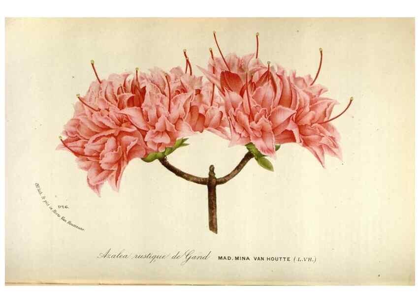 Reproducción/Reproduction 49588301672: Flore des serres et des jardins de l'Europe. A Gand :chez Louis van Houtte, eÌditeur,1845-1880.. 