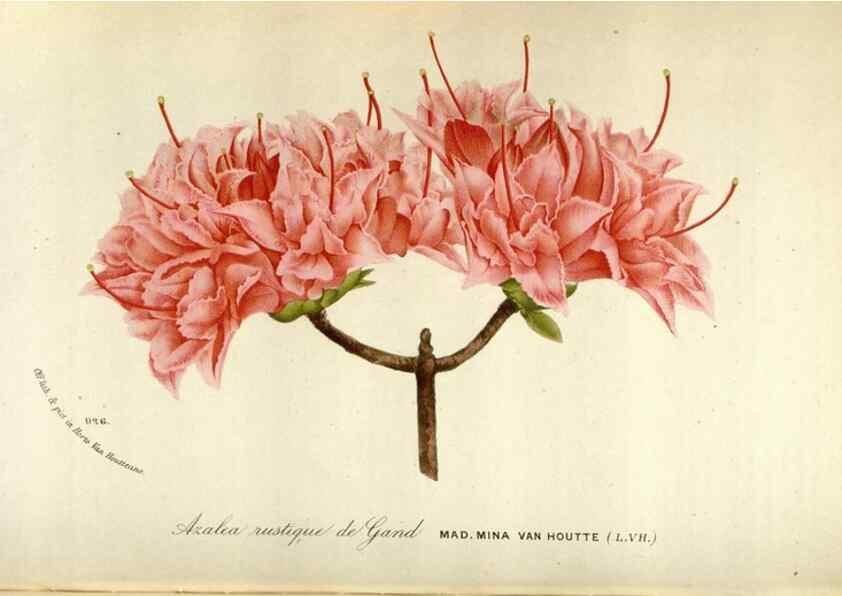 Reproducción/Reproduction 49588301672: Flore des serres et des jardins de l'Europe. A Gand :chez Louis van Houtte, eÌditeur,1845-1880.. 