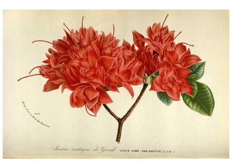 Reproducción/Reproduction 49588301877: Flore des serres et des jardins de l'Europe. A Gand :chez Louis van Houtte, eÌditeur,1845-1880.. 
