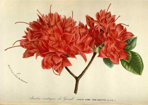 Reproducción/Reproduction 49588301877: Flore des serres et des jardins de l'Europe. A Gand :chez Louis van Houtte, eÌditeur,1845-1880.. 