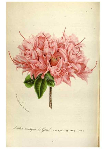 Reproducción/Reproduction 49587563713: Flore des serres et des jardins de l'Europe. A Gand :chez Louis van Houtte, eÌditeur,1845-1880.. 