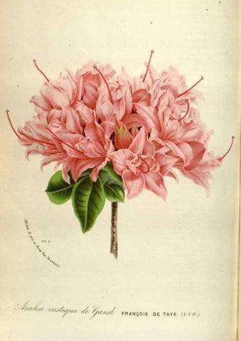 Reproducción/Reproduction 49587563713: Flore des serres et des jardins de l'Europe. A Gand :chez Louis van Houtte, eÌditeur,1845-1880.. 