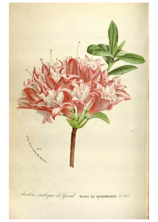 Reproducción/Reproduction 49588302447: Flore des serres et des jardins de l'Europe. A Gand :chez Louis van Houtte, eÌditeur,1845-1880.. 