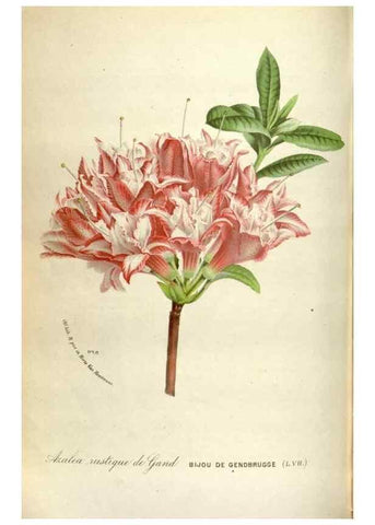 Reproducción/Reproduction 49588302447: Flore des serres et des jardins de l'Europe. A Gand :chez Louis van Houtte, eÌditeur,1845-1880.. 
