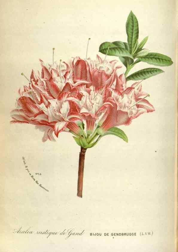 Reproducción/Reproduction 49588302447: Flore des serres et des jardins de l'Europe. A Gand :chez Louis van Houtte, eÌditeur,1845-1880.. 
