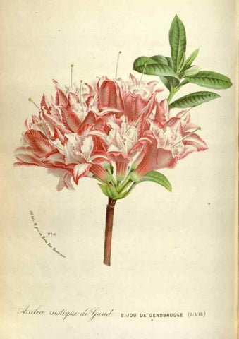 Reproducción/Reproduction 49588302447: Flore des serres et des jardins de l'Europe. A Gand :chez Louis van Houtte, eÌditeur,1845-1880.. 