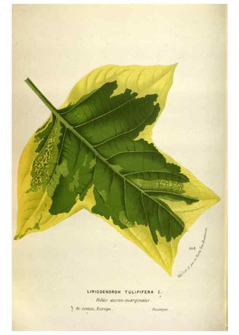 Reproducción/Reproduction 49588302657: Flore des serres et des jardins de l'Europe. A Gand :chez Louis van Houtte, eÌditeur,1845-1880.. 