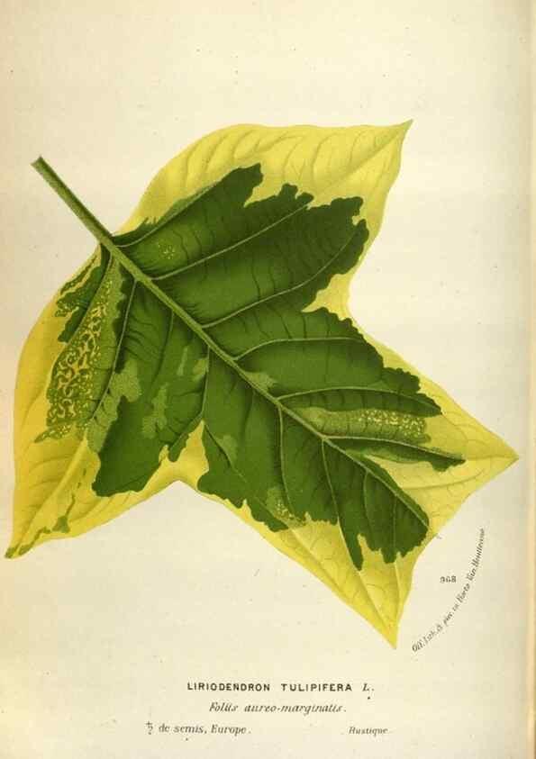 Reproducción/Reproduction 49588302657: Flore des serres et des jardins de l'Europe. A Gand :chez Louis van Houtte, eÌditeur,1845-1880.. 