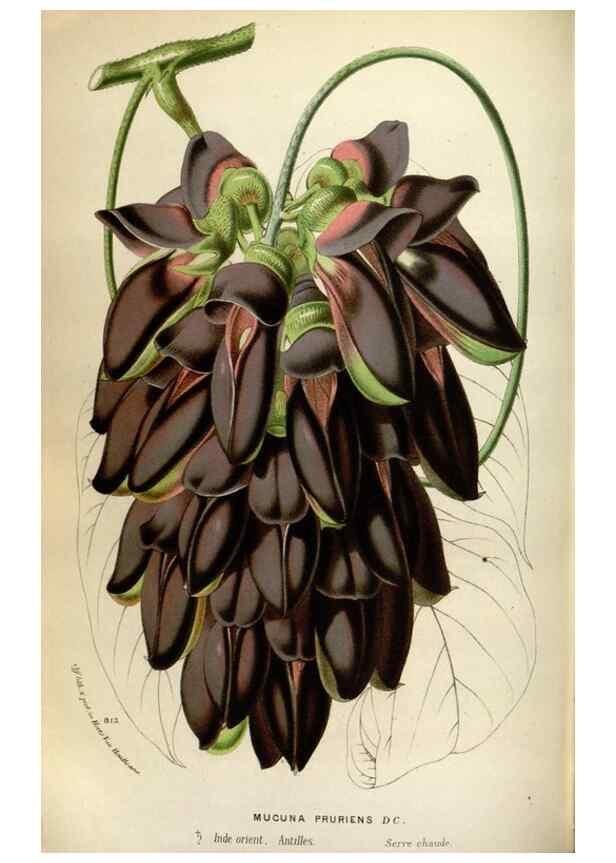 Reproducción/Reproduction 49587564428: Flore des serres et des jardins de l'Europe. A Gand :chez Louis van Houtte, eÌditeur,1845-1880.. 