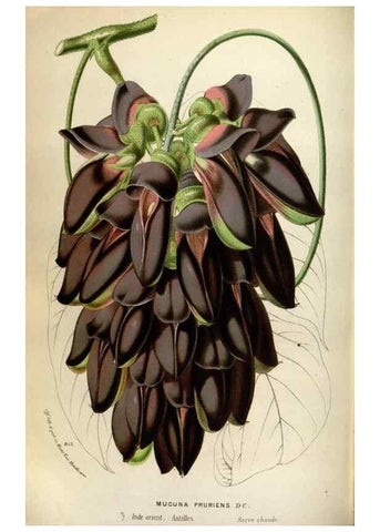 Reproducción/Reproduction 49587564428: Flore des serres et des jardins de l'Europe. A Gand :chez Louis van Houtte, eÌditeur,1845-1880.. 