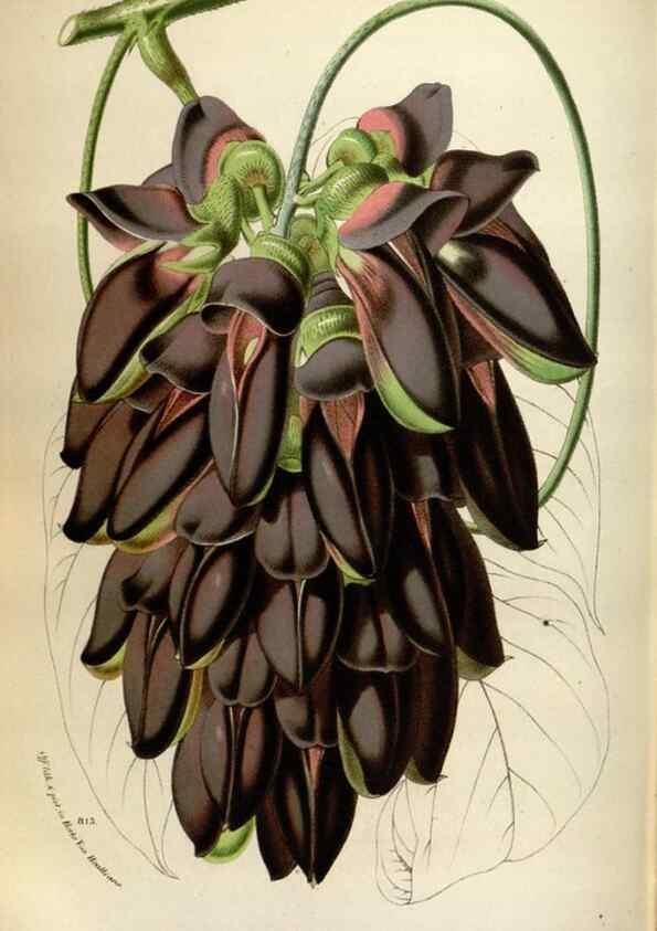 Reproducción/Reproduction 49587564428: Flore des serres et des jardins de l'Europe. A Gand :chez Louis van Houtte, eÌditeur,1845-1880.. 