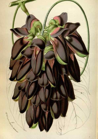 Reproducción/Reproduction 49587564428: Flore des serres et des jardins de l'Europe. A Gand :chez Louis van Houtte, eÌditeur,1845-1880.. 
