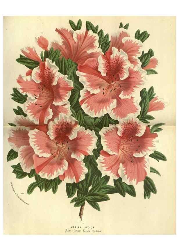 Reproducción/Reproduction 49588365957: Flore des serres et des jardins de l'Europe. A Gand :chez Louis van Houtte, eÌditeur,1845-1880.. 