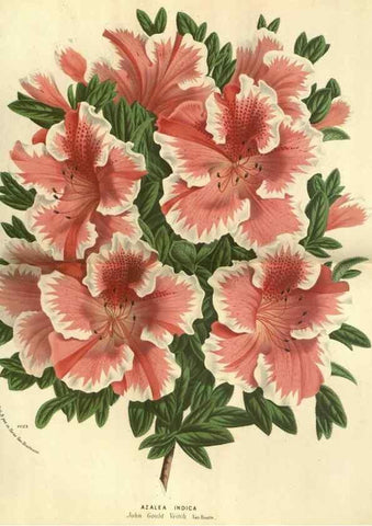 Reproducción/Reproduction 49588365957: Flore des serres et des jardins de l'Europe. A Gand :chez Louis van Houtte, eÌditeur,1845-1880.. 
