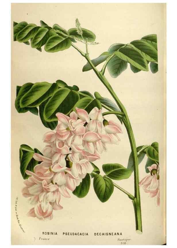 Reproducción/Reproduction 49587564638: Flore des serres et des jardins de l'Europe. A Gand :chez Louis van Houtte, eÌditeur,1845-1880.. 
