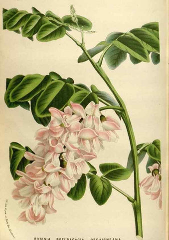 Reproducción/Reproduction 49587564638: Flore des serres et des jardins de l'Europe. A Gand :chez Louis van Houtte, eÌditeur,1845-1880.. 