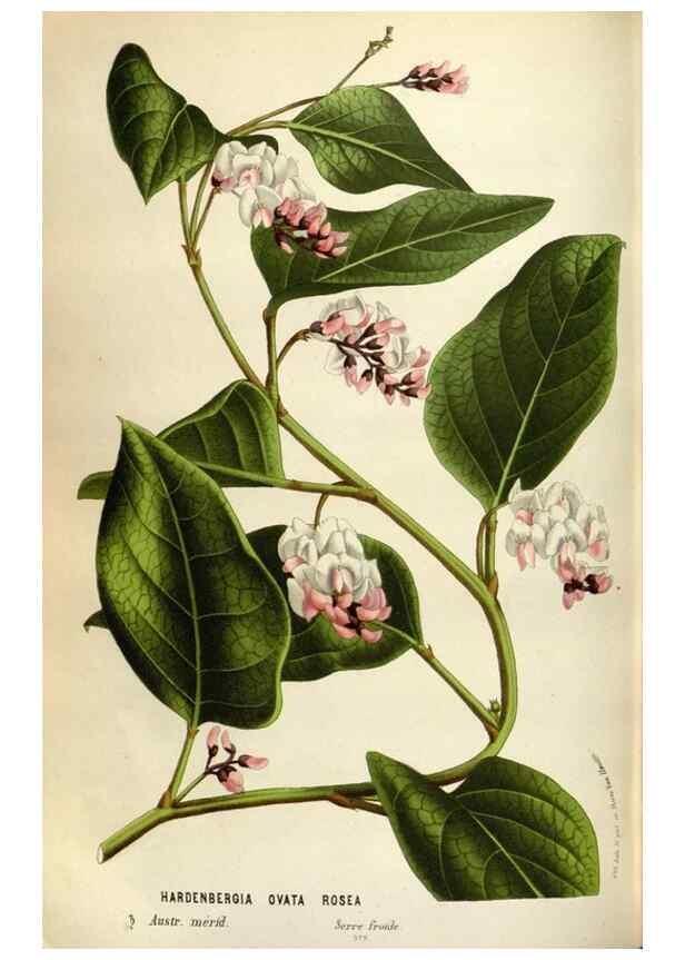 Reproducción/Reproduction 49588303542: Flore des serres et des jardins de l'Europe. A Gand :chez Louis van Houtte, eÌditeur,1845-1880.. 