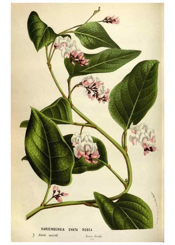 Reproducción/Reproduction 49588303542: Flore des serres et des jardins de l'Europe. A Gand :chez Louis van Houtte, eÌditeur,1845-1880.. 