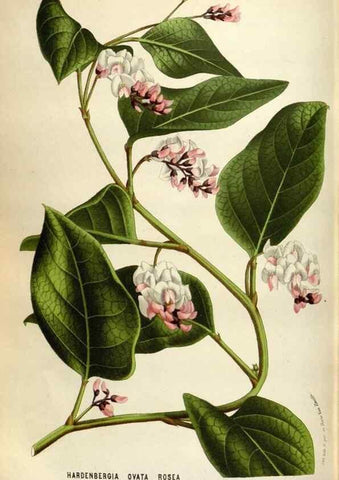 Reproducción/Reproduction 49588303542: Flore des serres et des jardins de l'Europe. A Gand :chez Louis van Houtte, eÌditeur,1845-1880.. 