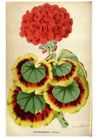 Reproducción/Reproduction 49587565318: Flore des serres et des jardins de l'Europe. A Gand :chez Louis van Houtte, eÌditeur,1845-1880.. 