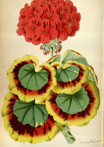 Reproducción/Reproduction 49587565318: Flore des serres et des jardins de l'Europe. A Gand :chez Louis van Houtte, eÌditeur,1845-1880.. 