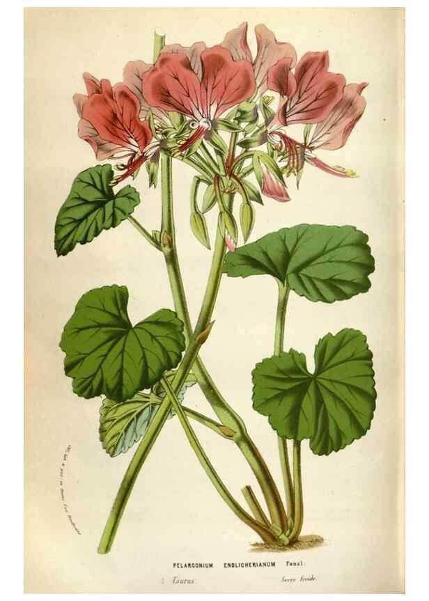Reproducción/Reproduction 49588304052: Flore des serres et des jardins de l'Europe. A Gand :chez Louis van Houtte, eÌditeur,1845-1880.. 