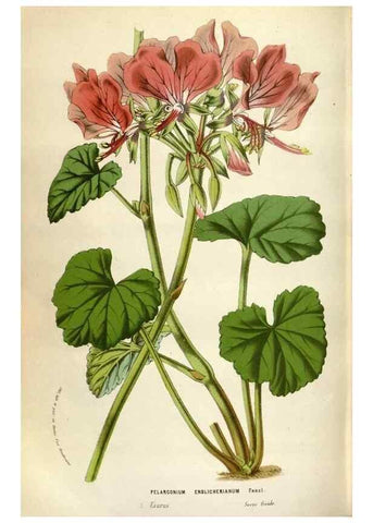 Reproducción/Reproduction 49588304052: Flore des serres et des jardins de l'Europe. A Gand :chez Louis van Houtte, eÌditeur,1845-1880.. 