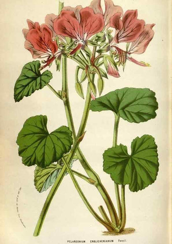 Reproducción/Reproduction 49588304052: Flore des serres et des jardins de l'Europe. A Gand :chez Louis van Houtte, eÌditeur,1845-1880.. 