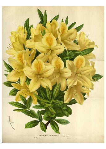Reproducción/Reproduction 49588060261: Flore des serres et des jardins de l'Europe. A Gand :chez Louis van Houtte, eÌditeur,1845-1880.. 