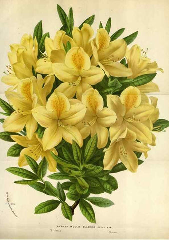 Reproducción/Reproduction 49588060261: Flore des serres et des jardins de l'Europe. A Gand :chez Louis van Houtte, eÌditeur,1845-1880.. 