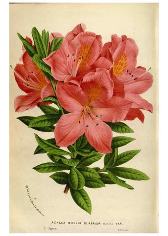 Reproducción/Reproduction 49588060576: Flore des serres et des jardins de l'Europe. A Gand :chez Louis van Houtte, eÌditeur,1845-1880.. 